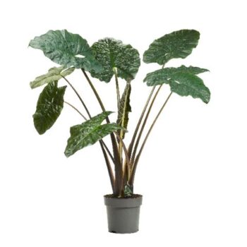 Alocasia Yucatan Princess