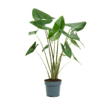 Alocasia Zebrina