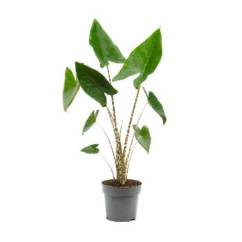 Alocasia Zebrina