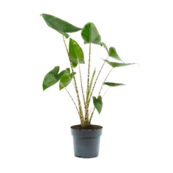 Alocasia Zebrina