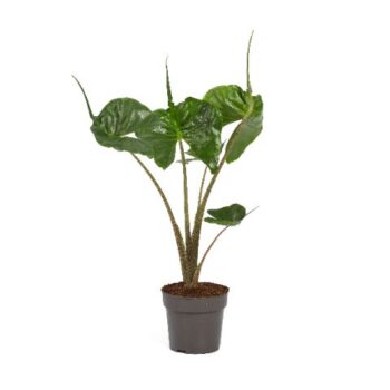Alocasia Macrorrhiza Stingray