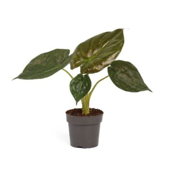 Alocasia Wentii