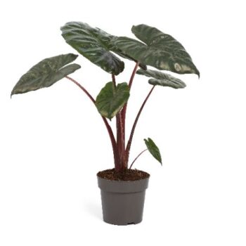 Alocasia Yucatan Princess