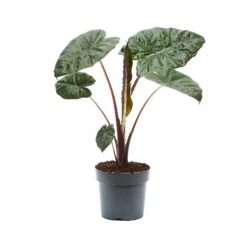 Alocasia Yucatan Princess