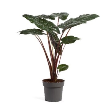 Alocasia Yucatan Princess