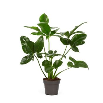 Philodendron Fun Bun