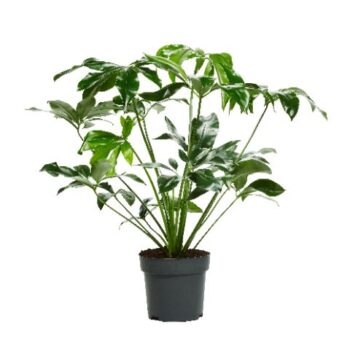 Philodendron Fun Bun