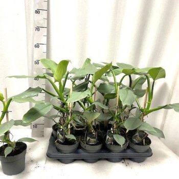 Philodendron Silver Queen