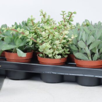 Succulenten mix