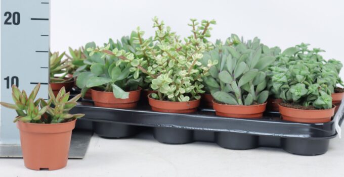 Succulenten mix