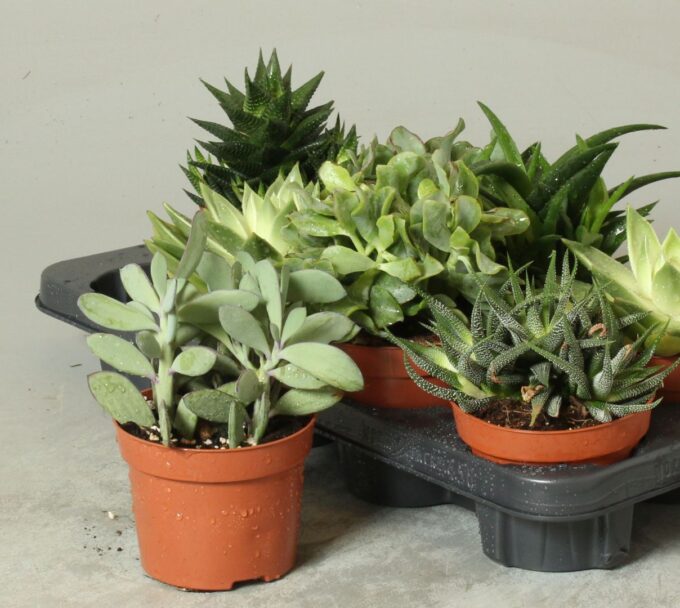 Succulenten mix