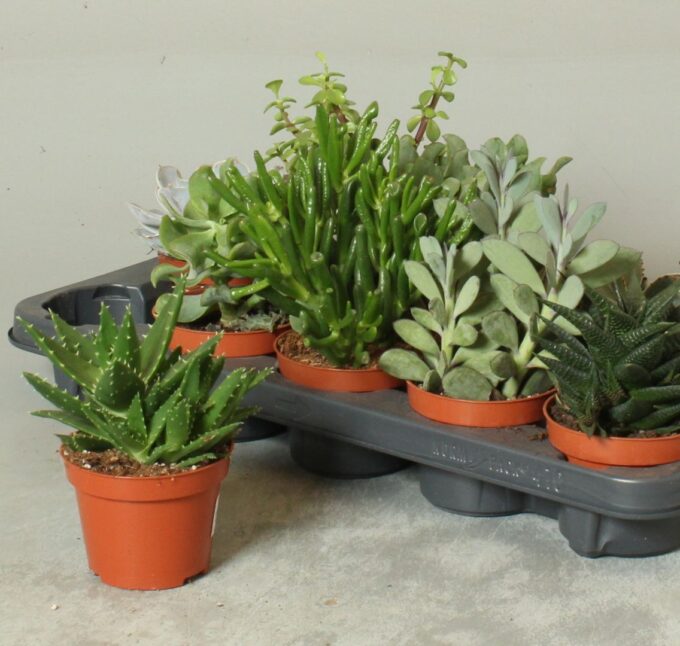 Succulenten mix
