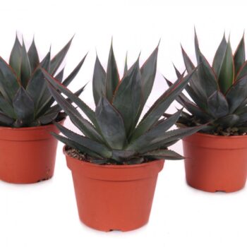 Agave shaka zulu