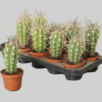 Stetsonia coryn