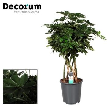 Schefflera Nora