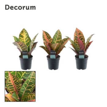 Croton Petra