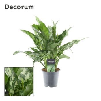 Aglaonema maria