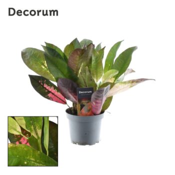 Croton Mrs. Iceton