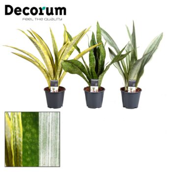 Sansevieria Aubrytniana Special mix