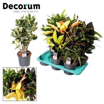 Croton mix
