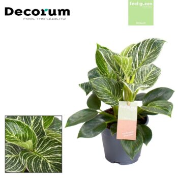 Philodendron Birkin