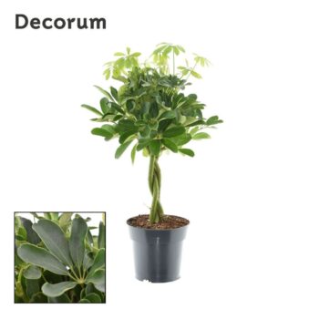 Schefflera Nora