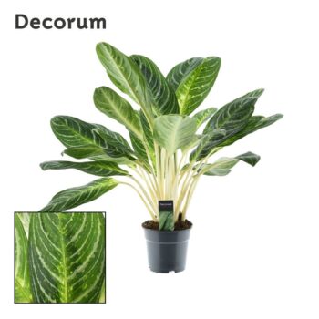Aglaonema Keylime