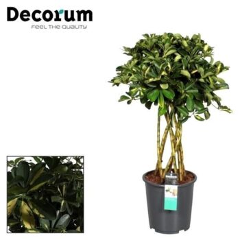 Schefflera Gold Capella koker
