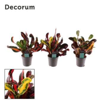 Croton Mammi