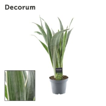 Sansevieria Aubrytniana Metallica