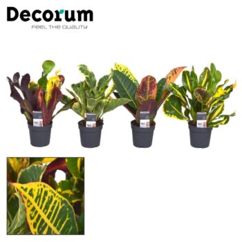 Croton mix