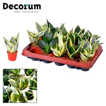 Sansevieria Tiny mix