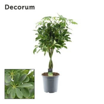 Schefflera Nora