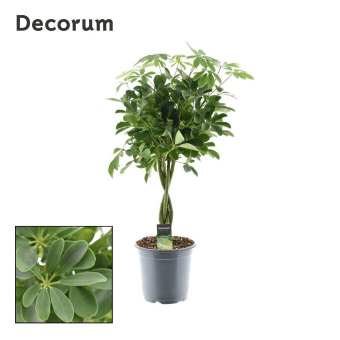 Schefflera Nora
