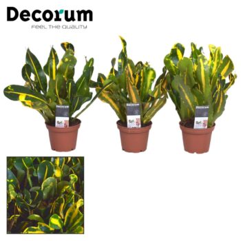 Croton Mammi Yellow