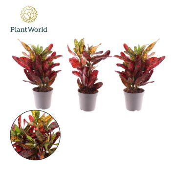 Croton Eburneum