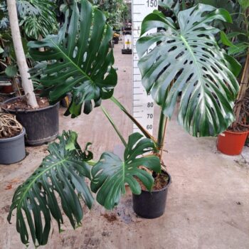 Monstera Deliciosa XXL