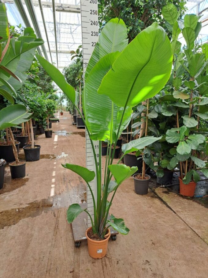 Strelitzia Nicolai toef