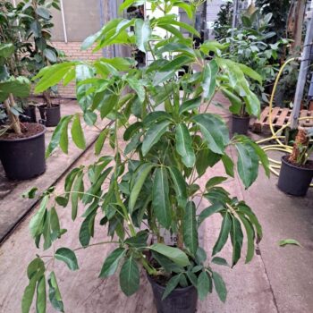 Schefflera Amate bush 160