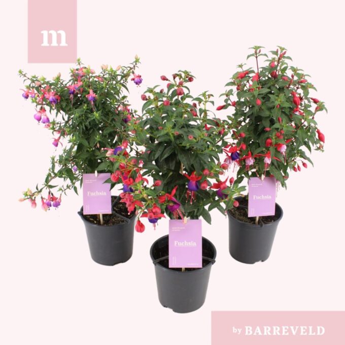 Fuchsia stam mix