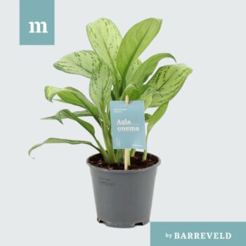 Aglaonema Christina