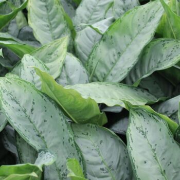 Aglaonema Freedman
