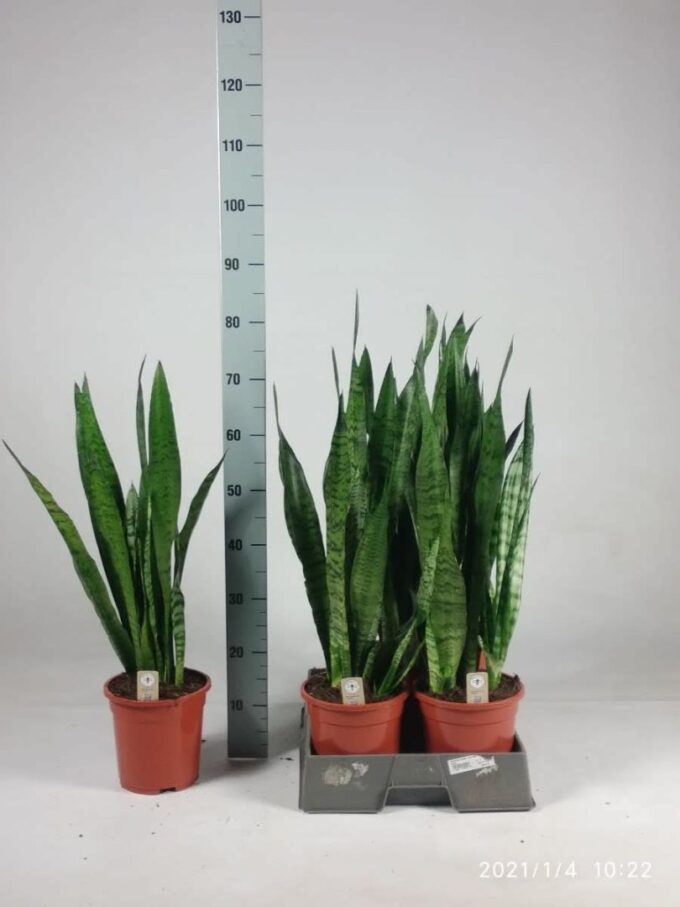 Sansevieria zeylanica 75cm