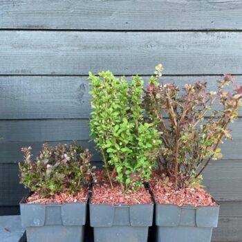 Berberis thunbergii mix P17