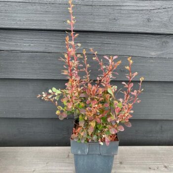 Berberis thunbergii 'Rose Glow' P17