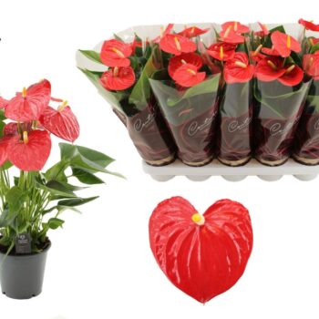 Anthurium Esudo