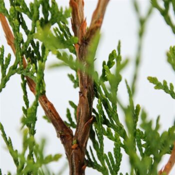 Thuja occidentalis 'King of Brabant' (pbr)