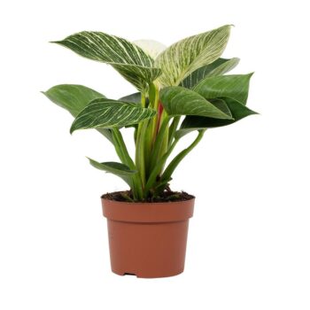 Philodendron White Wave 12cm