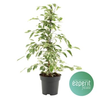 Ficus Twilight