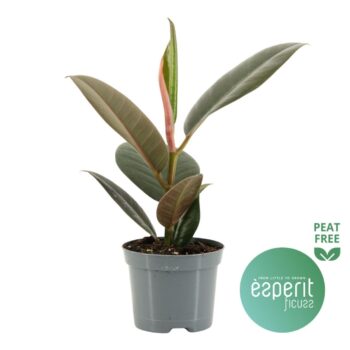 Ficus Robusta